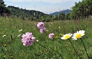 34 Spillone alpino (Armeria alpina) con margherite nei prati della Stalla Fopp 